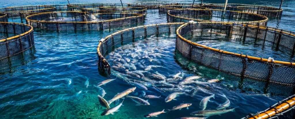 Blue Food and the Future of Food Security: Why Aquaculture Deserves a Bigger Role