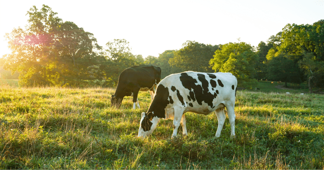 Rotational grazing blog image