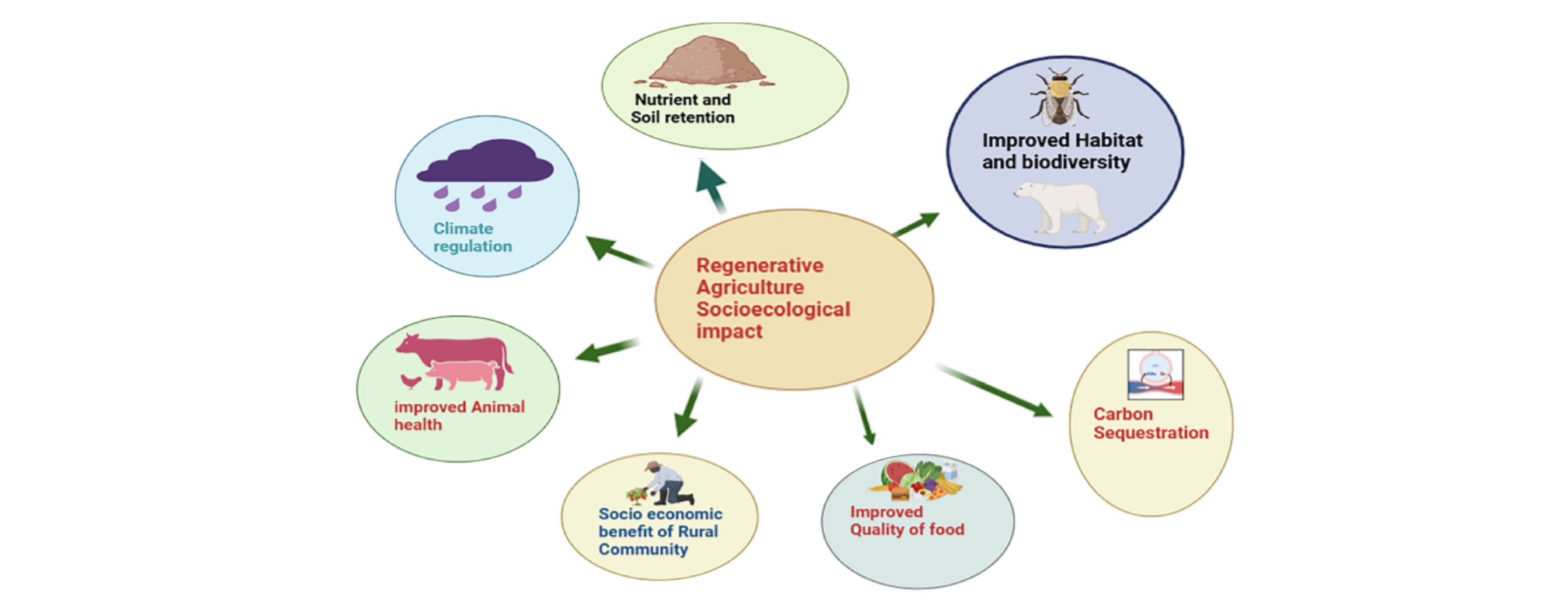 Regenerative livestock systems blog image