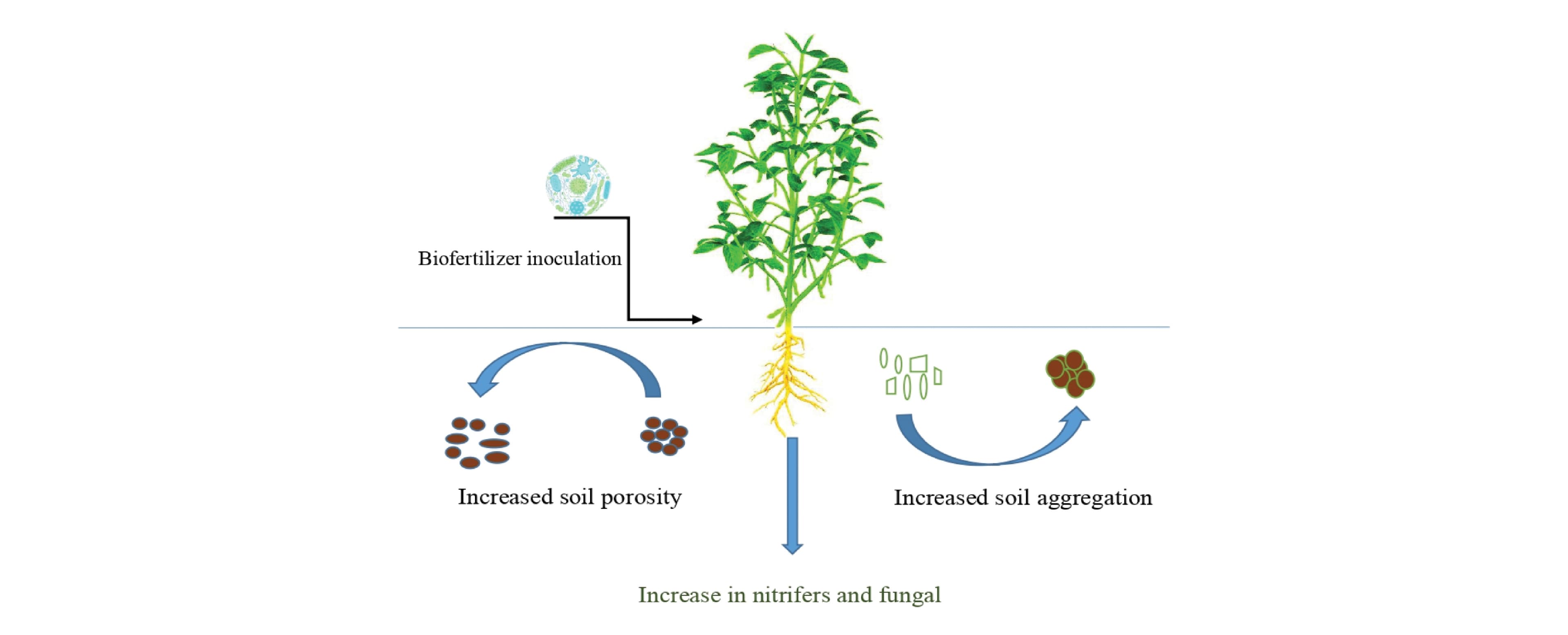 Biofertilizers and biopesticides blog image