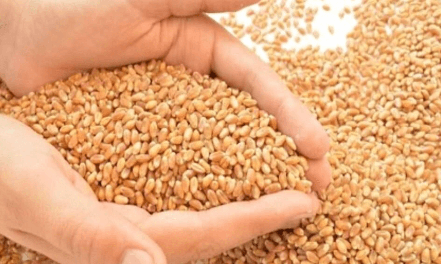 Biofertilizers and biopesticides blog image