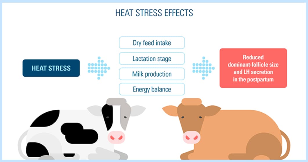 Stress in farm animals blog image